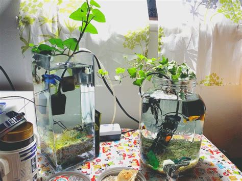 水生 植物 養魚|アクアポニックスで水換え回数は減るのか｜育てられ 